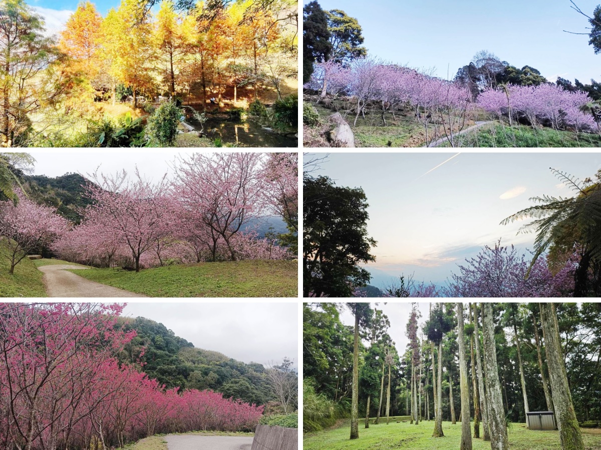 悠然秘境小屋:山上的隱藏版下午茶,享受大自然的寧靜時光 - 第20張圖
