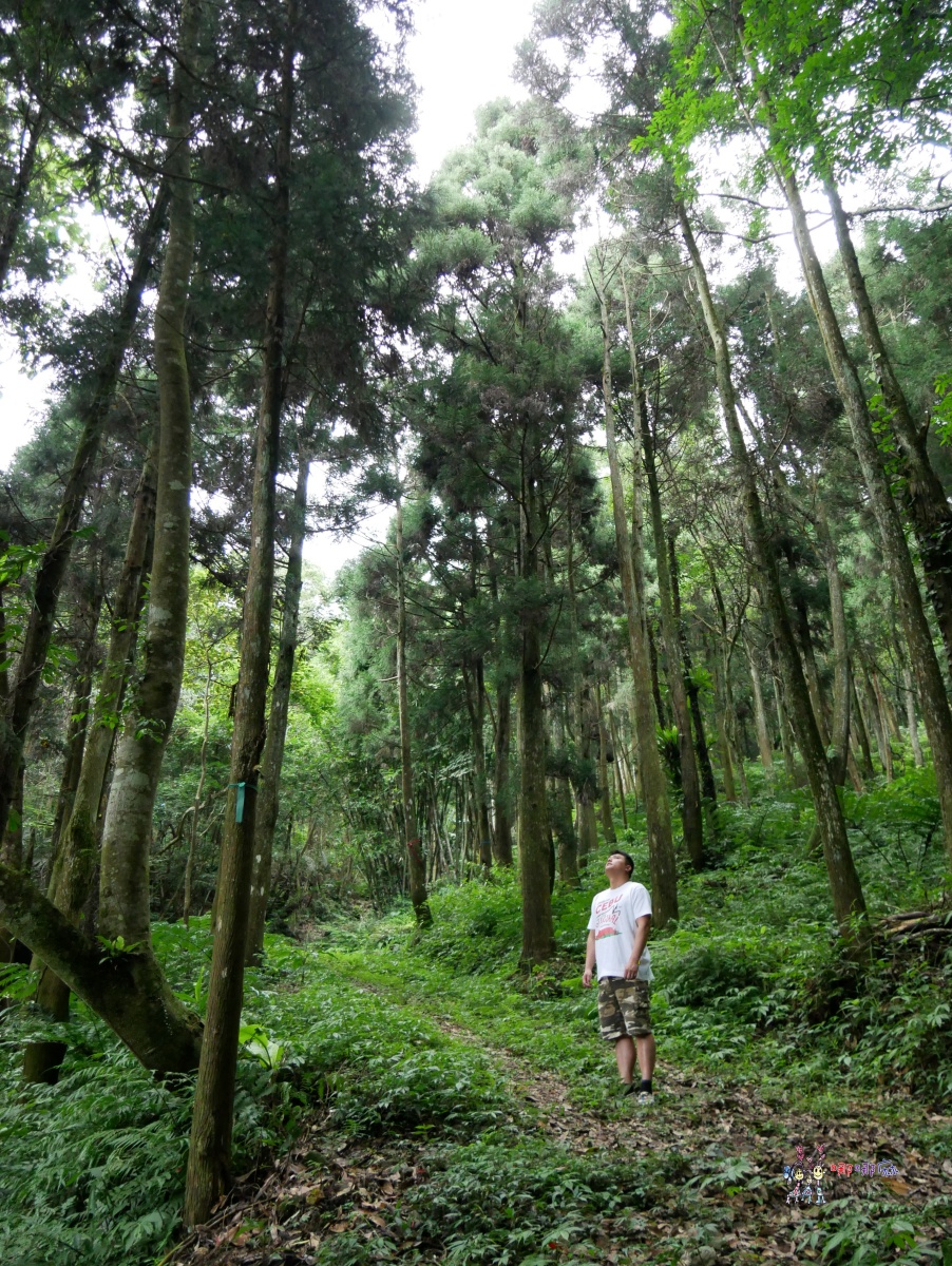 悠然秘境小屋:山上的隱藏版下午茶,享受大自然的寧靜時光 - 第40張圖