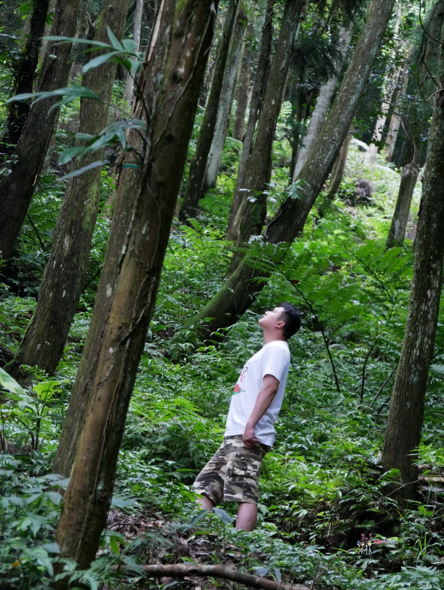 悠然秘境小屋:山上的隱藏版下午茶,享受大自然的寧靜時光 - 第41張圖
