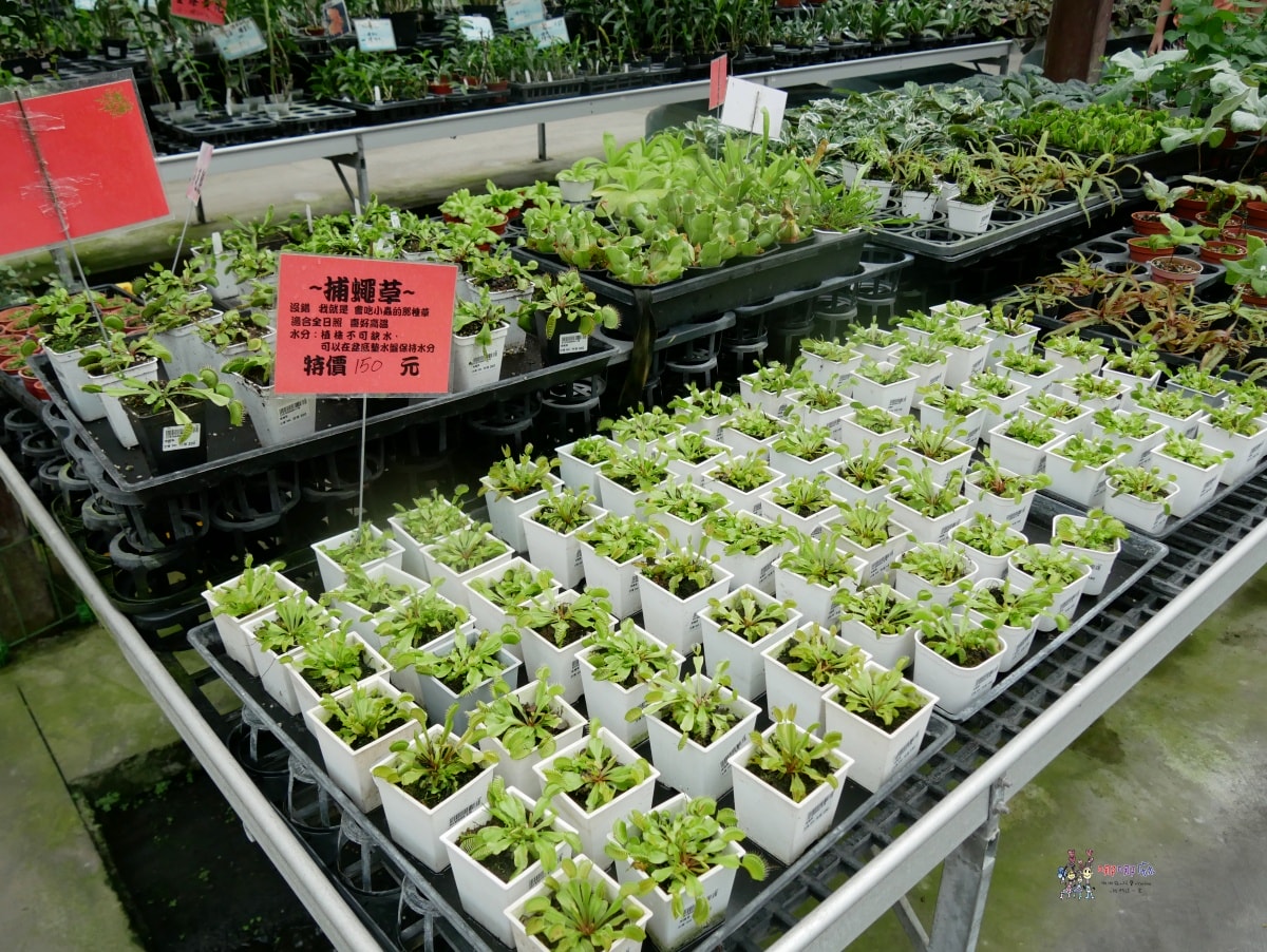 必訪【台中后里萌芳花卉農場】上萬株石斛蘭瀑布和超過500種蘭花! - 第14張圖