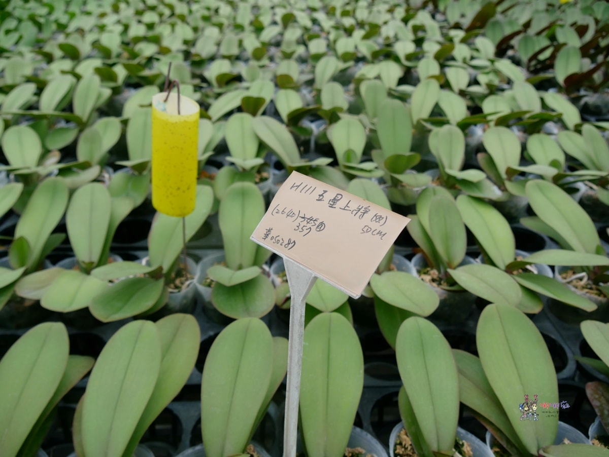 必訪【台中后里萌芳花卉農場】上萬株石斛蘭瀑布和超過500種蘭花! - 第9張圖