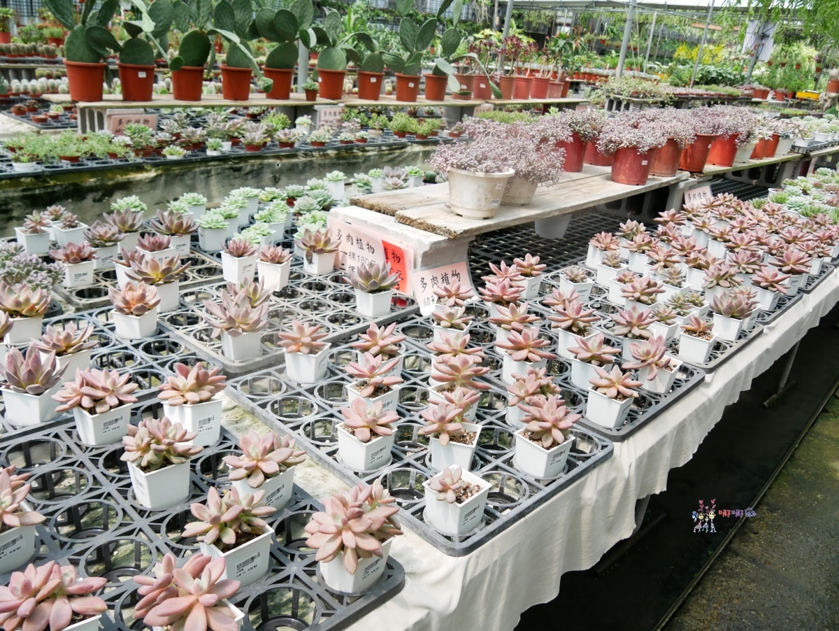 必訪【台中后里萌芳花卉農場】上萬株石斛蘭瀑布和超過500種蘭花! - 第19張圖