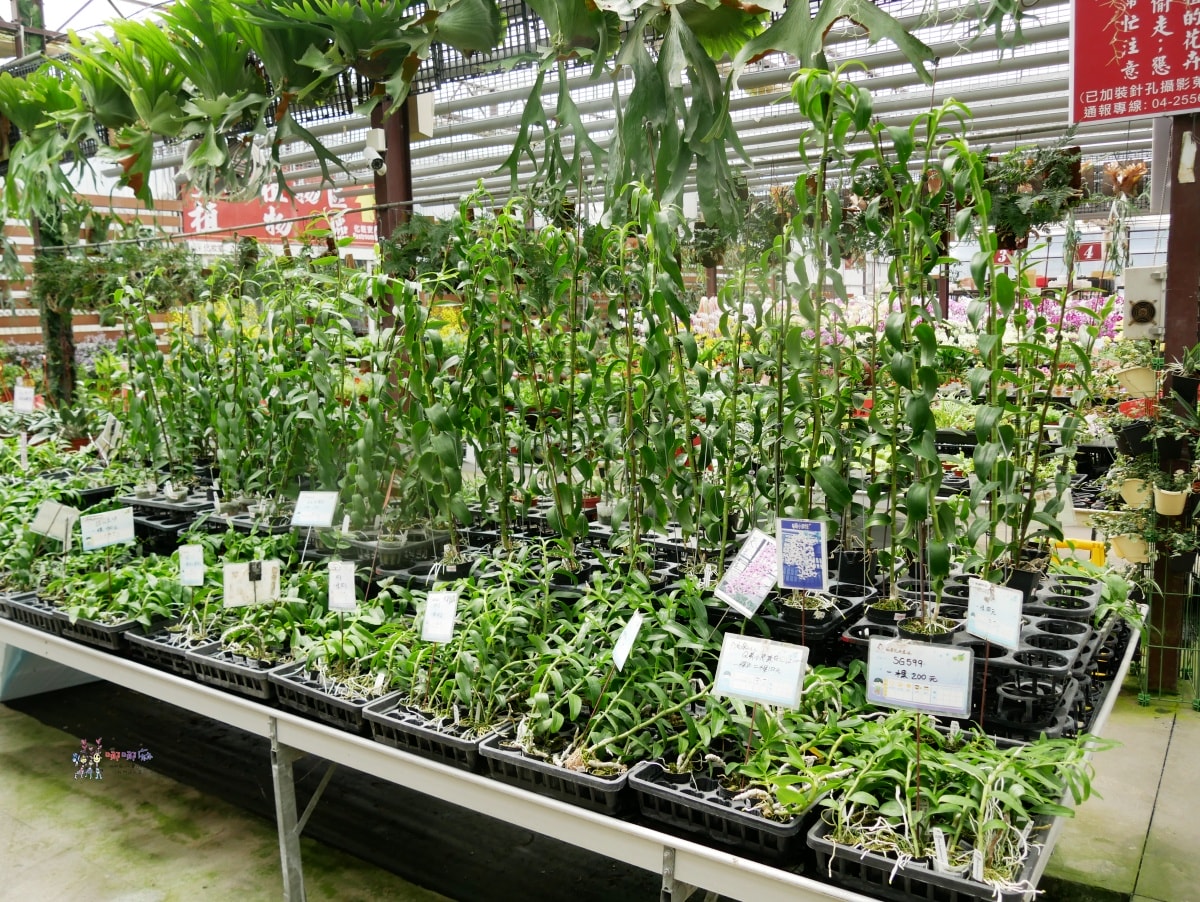 必訪【台中后里萌芳花卉農場】上萬株石斛蘭瀑布和超過500種蘭花! - 第13張圖