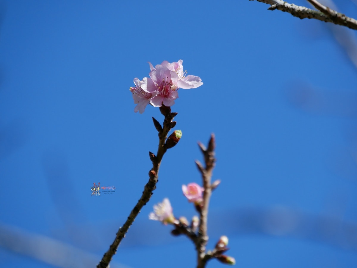 【新竹旅遊】內灣老街附近《錦屏美人湯館》露天風呂適合全家大小玩一整天,還有個人石甕溫泉! - 第4張圖